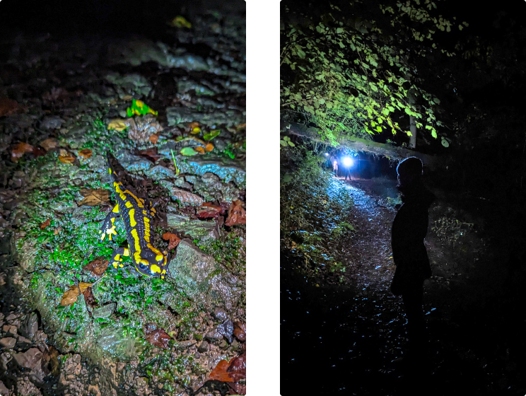 Impressie avondwandeling bedrijfsweekend Flink in de Ardennen